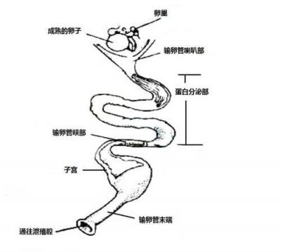 输卵管通而不畅与不通什么区别？ 